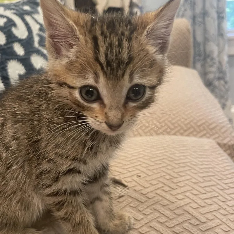A baby small-sized male Orange / Red Domestic Short Hair cat named Jack JackTL for adoption in Tallahassee, FL