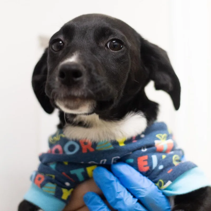 A young medium-sized female Hound dog named Duffy for adoption in Cumming, GA
