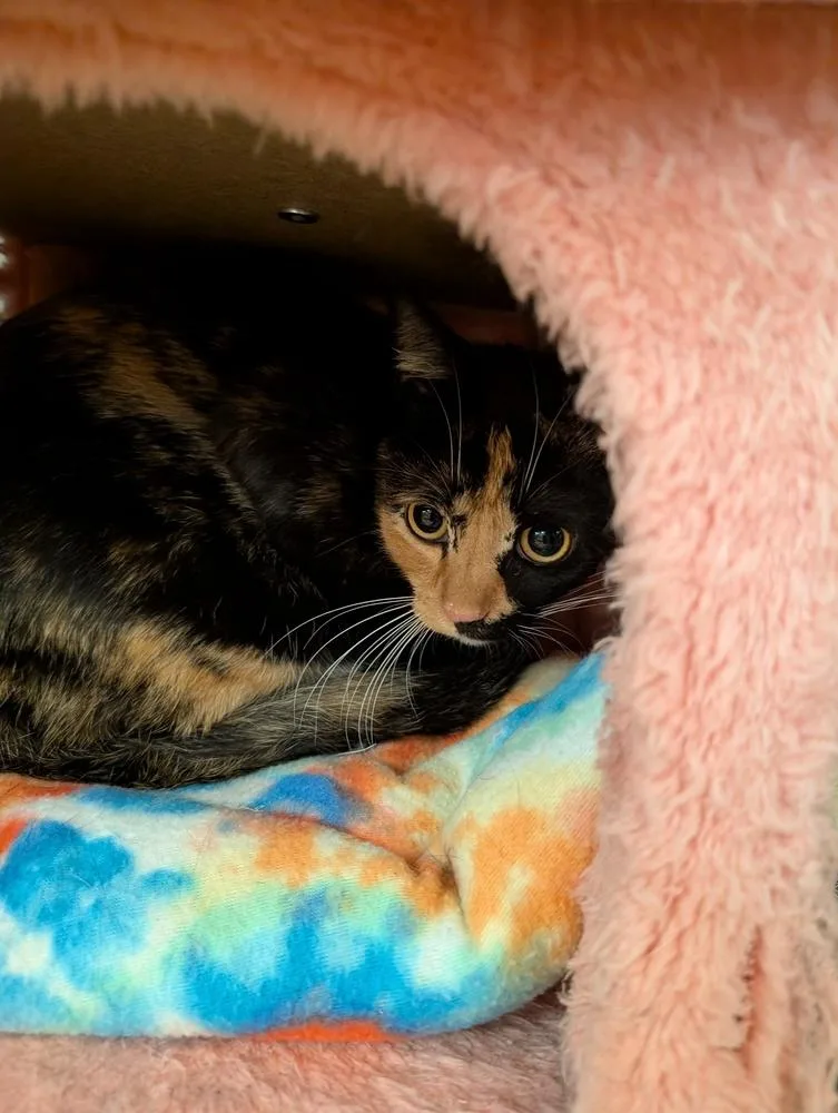 An adult medium-sized female Black & White / Tuxedo Domestic Short Hair cat named Lydia for adoption in Tucson, AZ