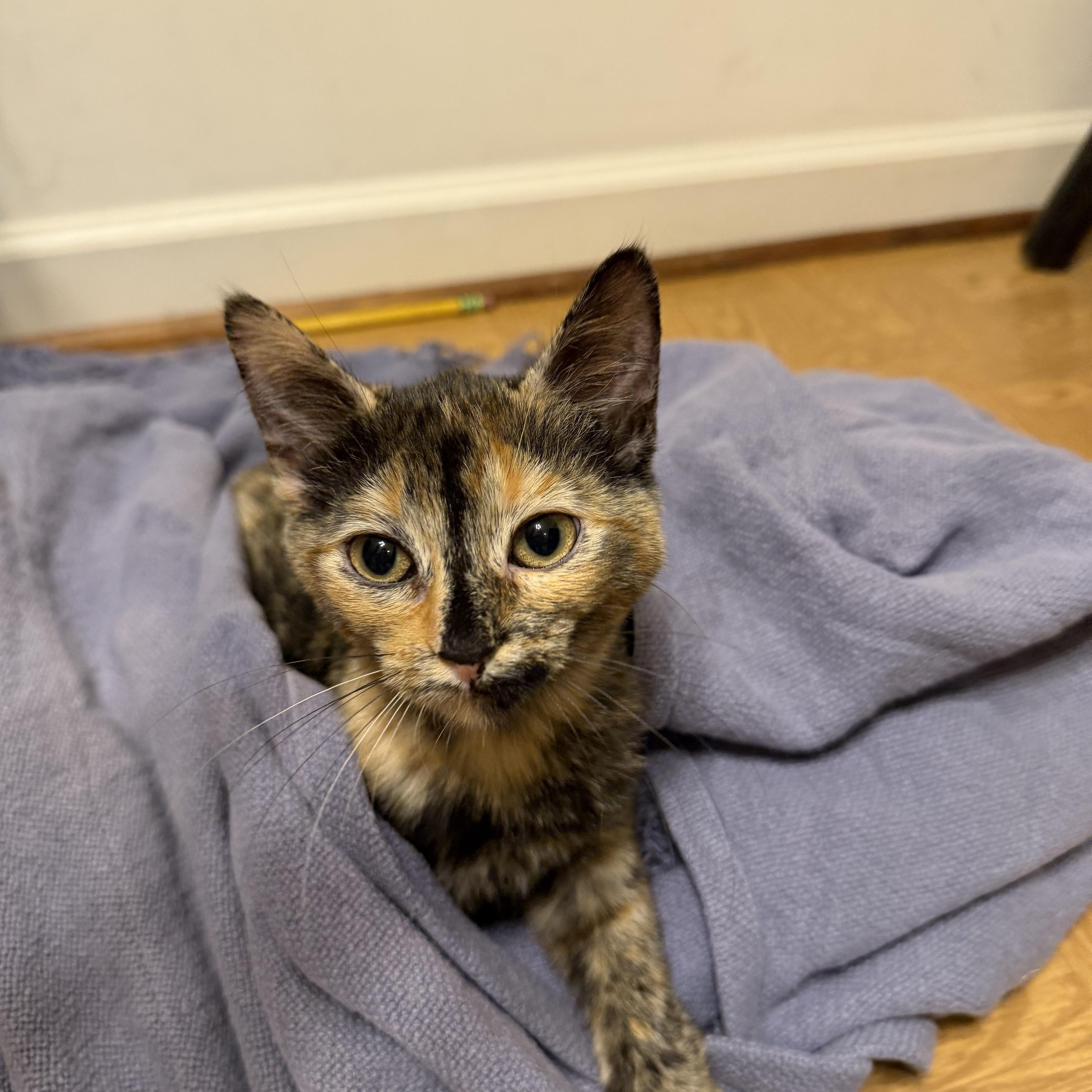 A baby small-sized female Tortoiseshell Domestic Short Hair cat named Pickles for adoption in Statesboro, GA
