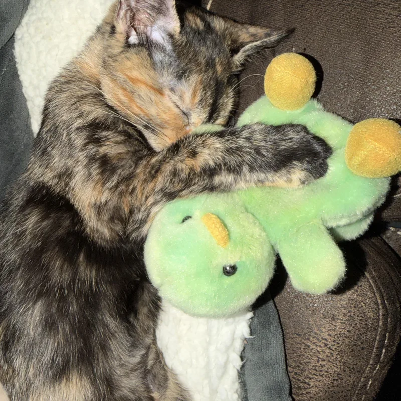 Pickles thumbnail 2