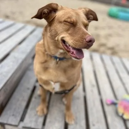 A young medium-sized female Mixed Breed dog named Syrup for adoption in Janesville, WI