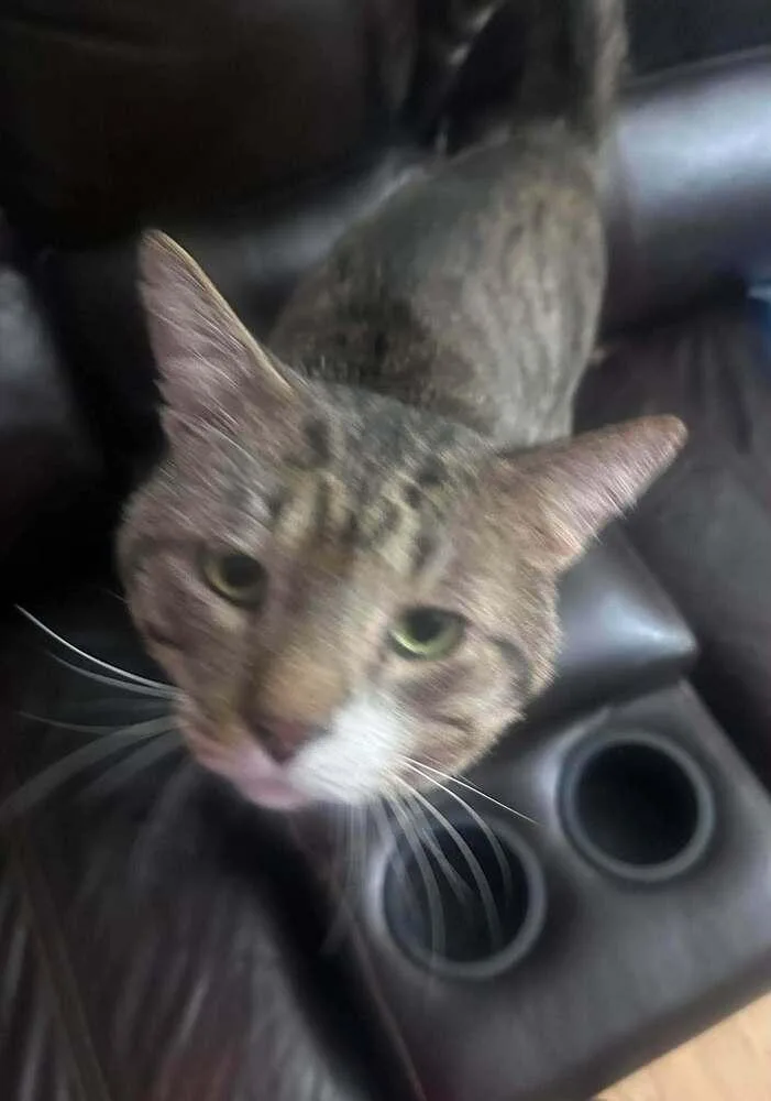 An adult medium-sized male Domestic Short Hair cat named Milos for adoption in Chicago, IL