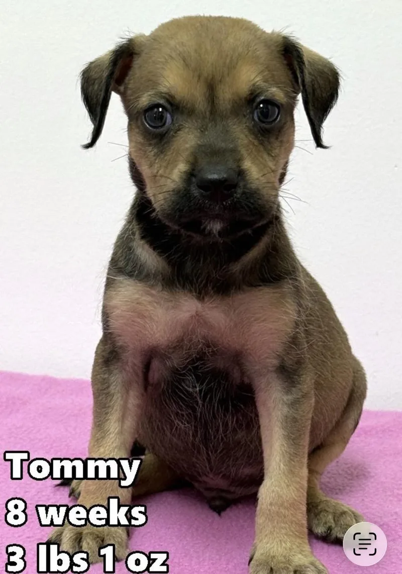 A baby medium-sized male Yellow / Tan / Blond / Fawn Border Terrier dog named Tommeo for adoption in Wonder Lake, IL