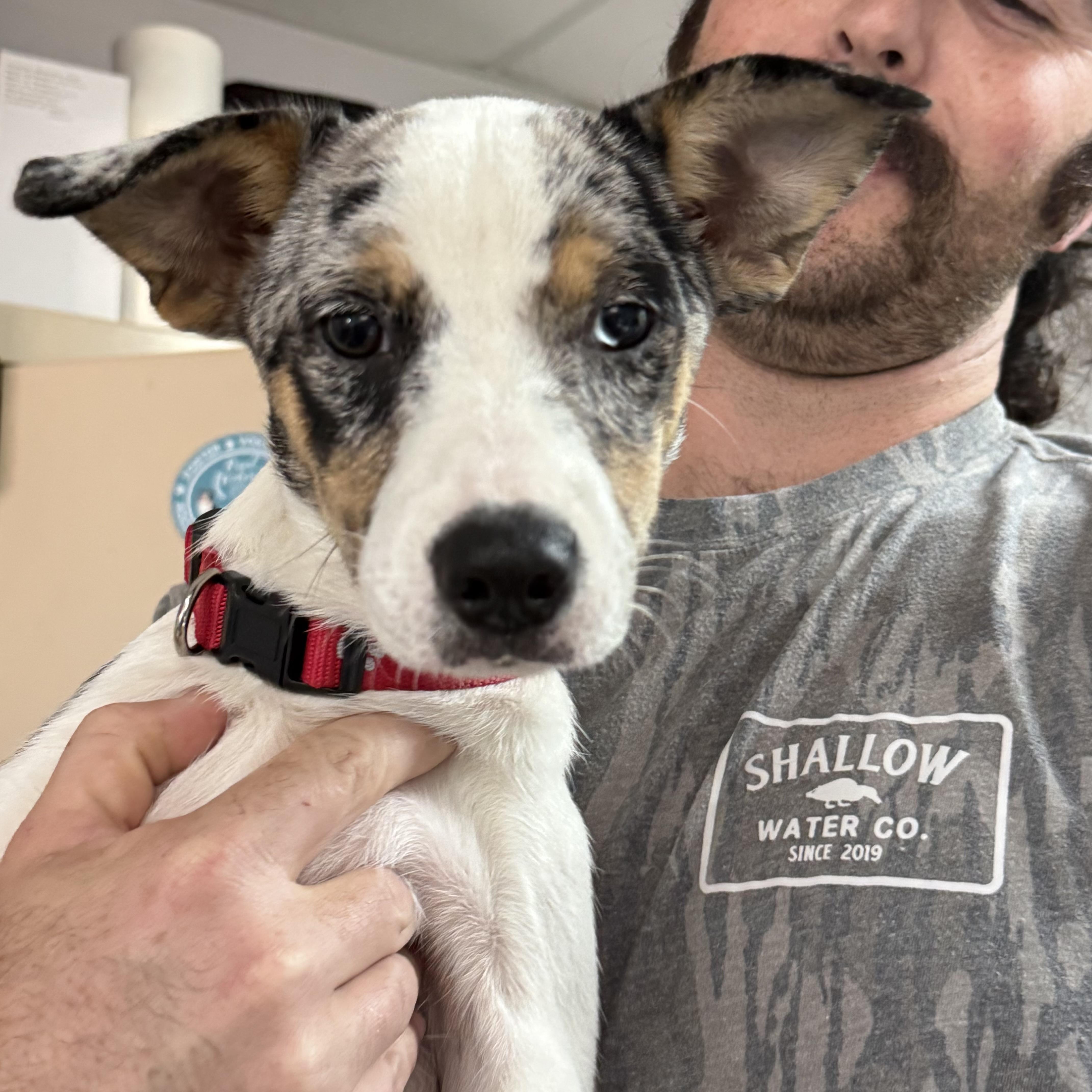 A young small-sized female Tricolor (Brown, Black, & White) Chihuahua dog named Stephanie for adoption in Columbia, SC