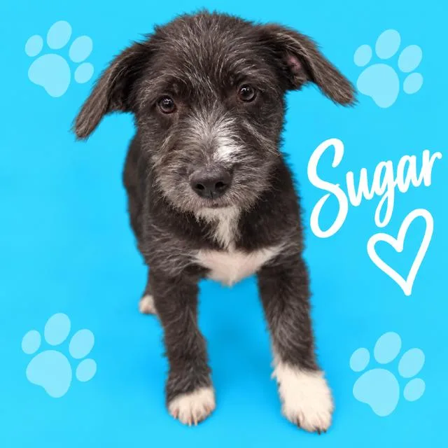 Sugar thumbnail 2