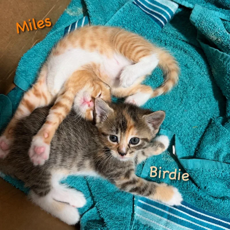 A baby small-sized male Tabby (Orange / Red) Domestic Short Hair cat named Miles for adoption in New York, NY
