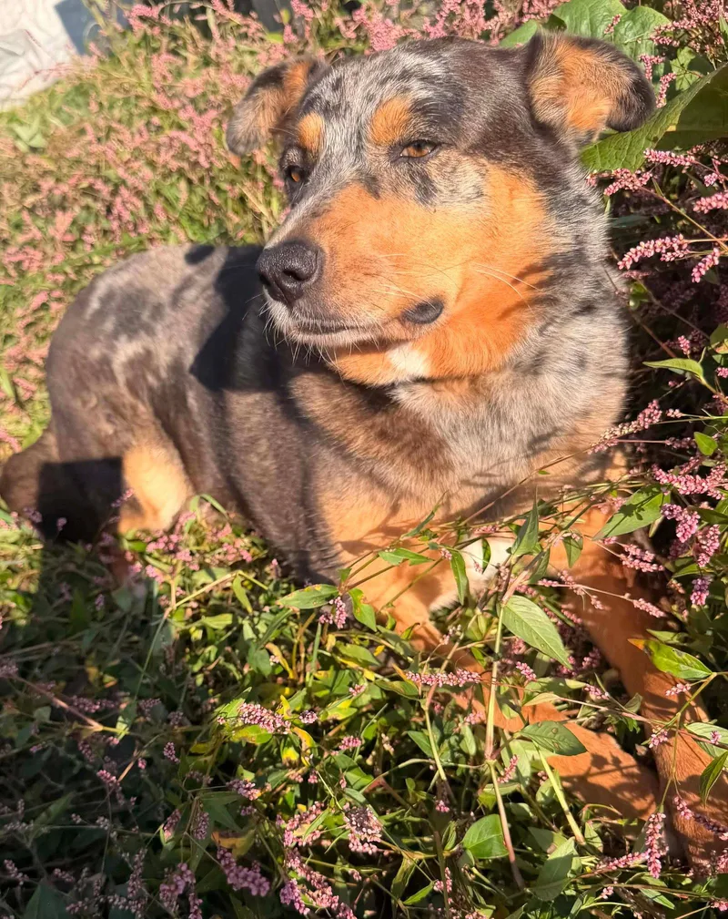 An adult medium-sized female Australian Shepherd dog named Autumn for adoption in Germantown, OH