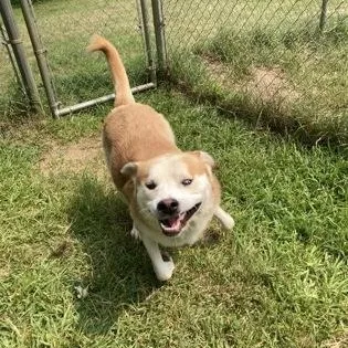 A young large-sized male Yellow / Tan / Blond / Fawn Mixed Breed dog named Neutron for adoption in Mishawaka, IN