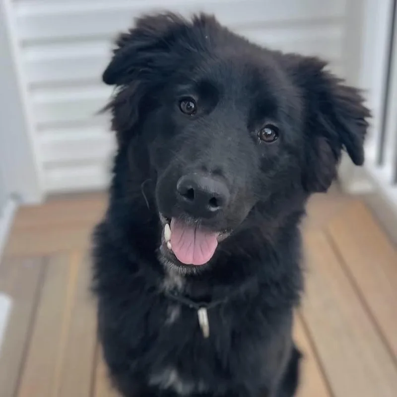 A young medium-sized male Black Mixed Breed dog named Boots for adoption in Wappingers Falls, NY
