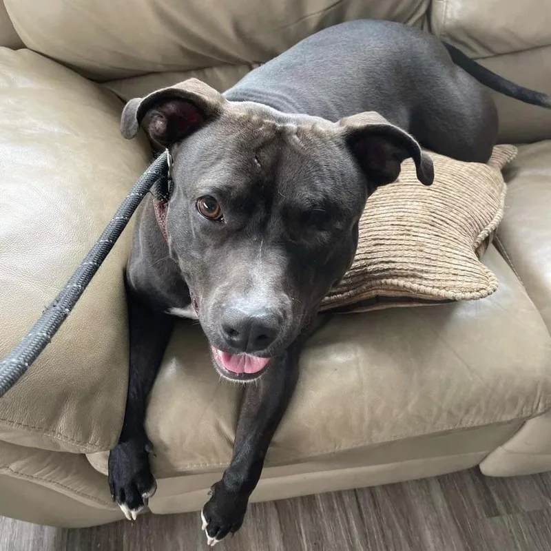 A senior medium-sized female Tricolor (Brown, Black, & White) American Staffordshire Terrier dog named Moxie for adoption in Long Island City, NY