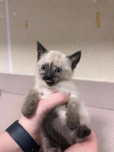 A baby small-sized female Siamese cat named Umbrella Plant for adoption in Salisbury, MD