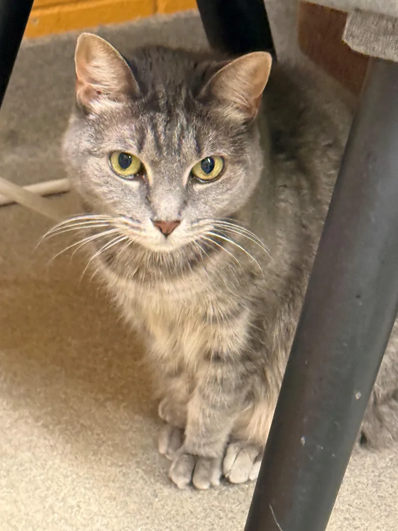 A senior medium-sized female Tabby (Gray / Blue / Silver) Domestic Short Hair cat named Bell for adoption in Edison, NJ