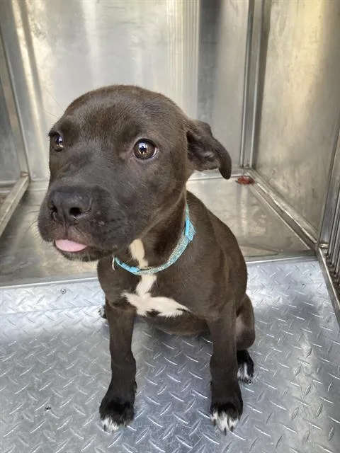 A baby large-sized female Mixed Breed dog named Luna for adoption in Dallas, TX