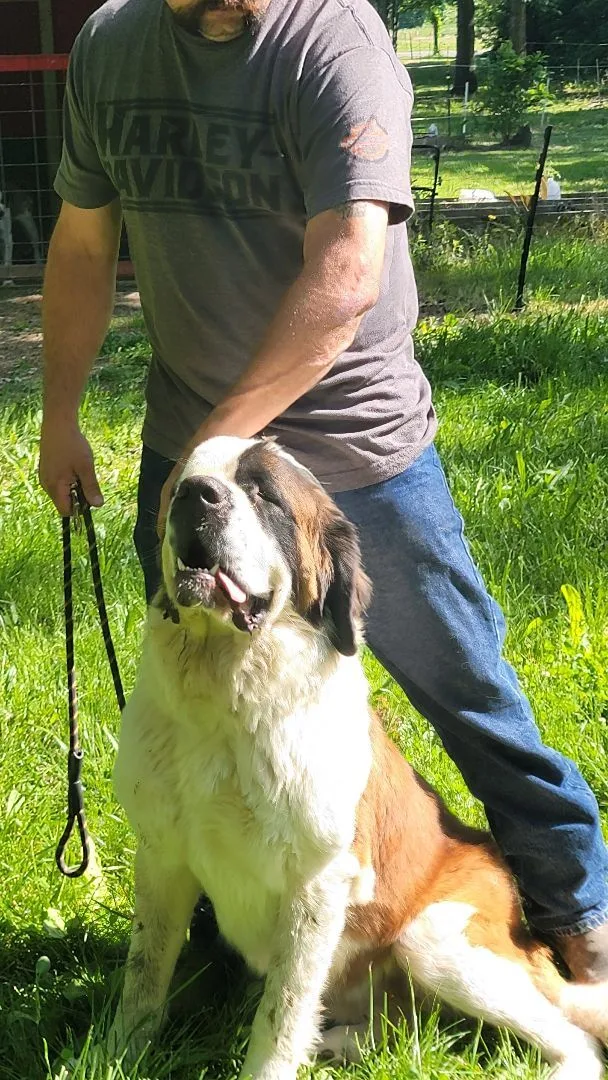 A young extra large-sized male Bicolor Saint Bernard dog named Bentleigh for adoption