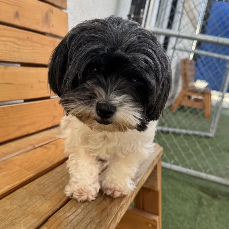 An adult small-sized female Black Shih Tzu dog named Calliope for adoption in Long Beach, CA