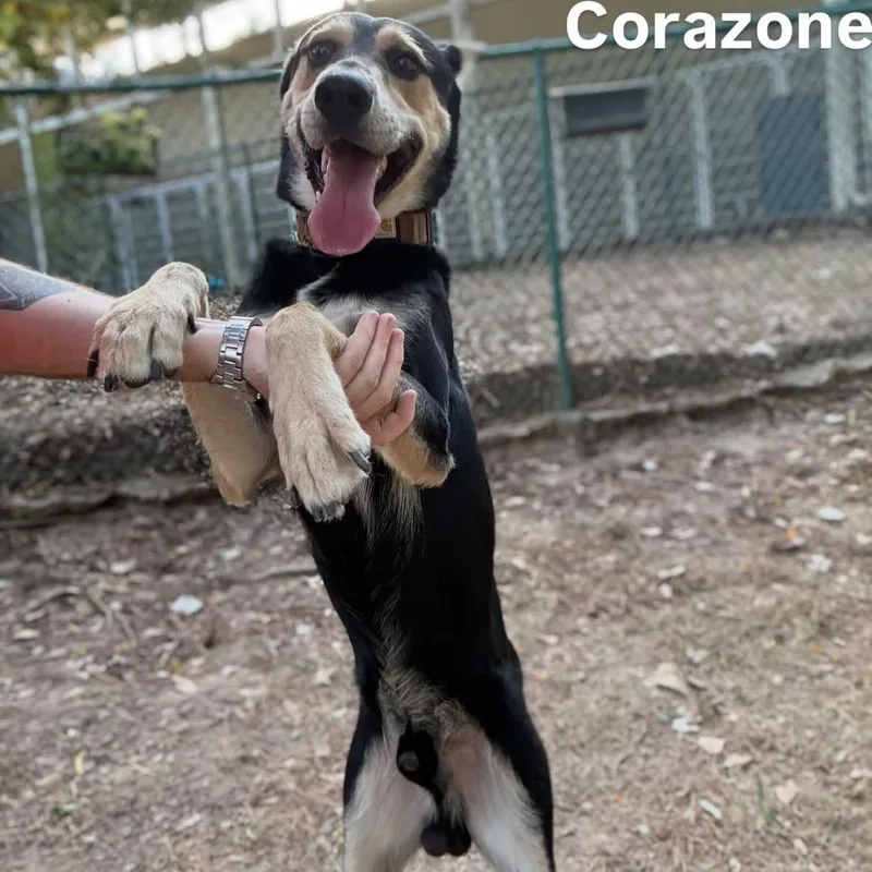 An adult large-sized male Shepherd dog named Corazone for adoption in Little Rock, AR