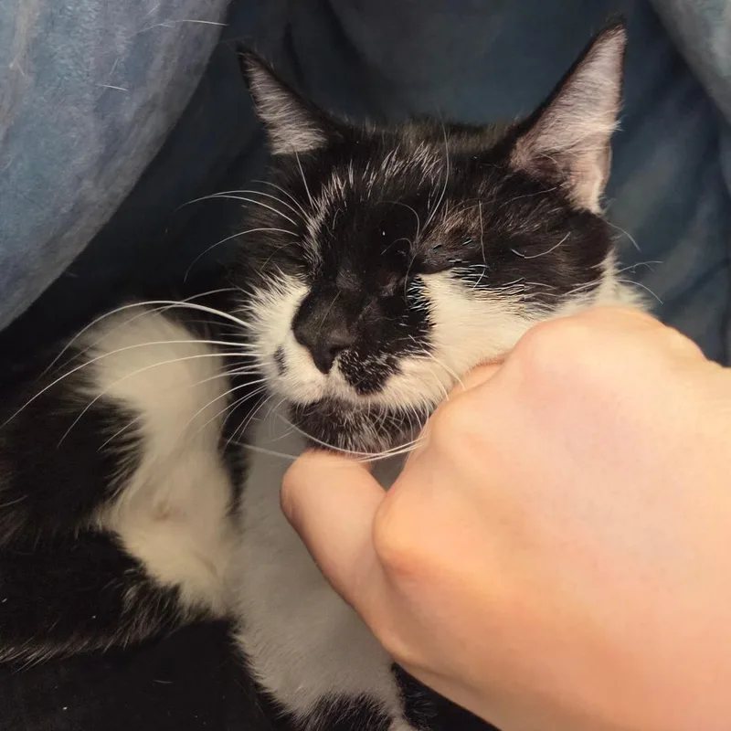 A young medium-sized female Black Domestic Short Hair cat named Sadie for adoption in Spokane, WA