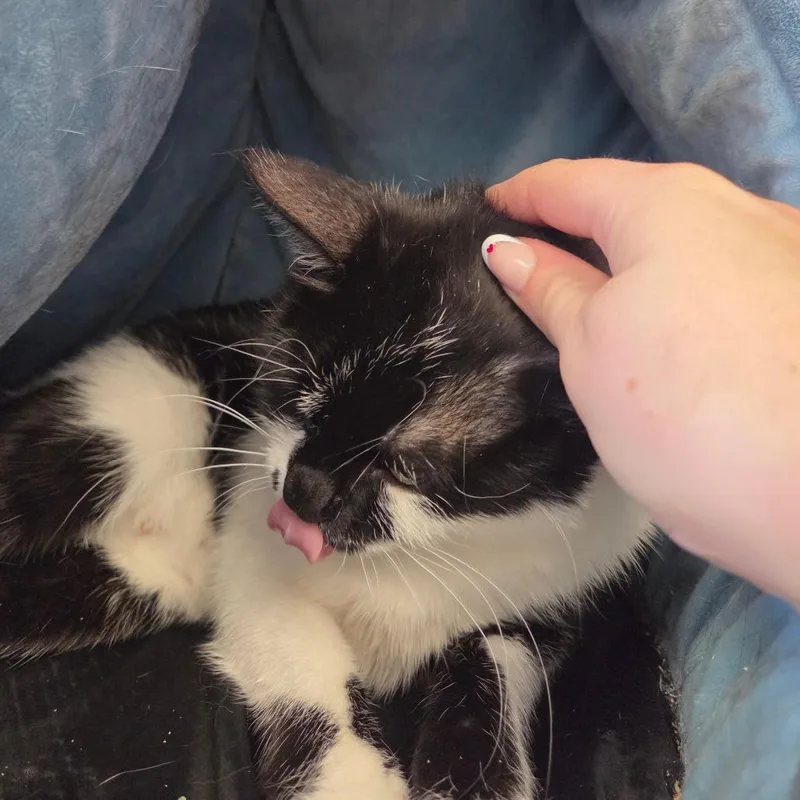 Sadie thumbnail 4
