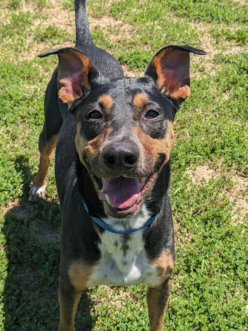 An adult medium-sized male Black Doberman Pinscher dog named Levi for adoption in Manassas, VA