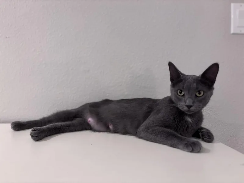 An adult small-sized female Domestic Short Hair cat named Hazelnut for adoption in Lafayette, CO