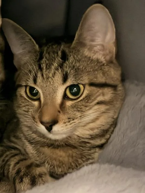 A baby medium-sized female Tabby (Gray / Blue / Silver) Domestic Short Hair cat named Joy for adoption in Allegan, MI
