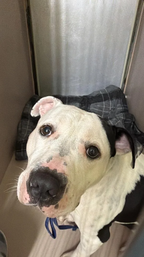 An adult large-sized male Mixed Breed dog named The Pawdacity for adoption in New York, NY