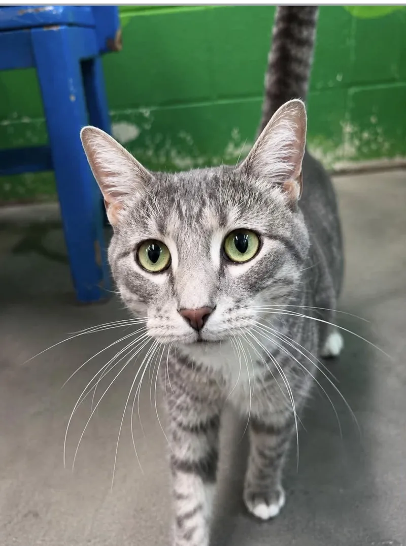 An adult medium-sized female Tabby (Gray / Blue / Silver) Domestic Short Hair cat named Church for adoption in Alexander City, AL