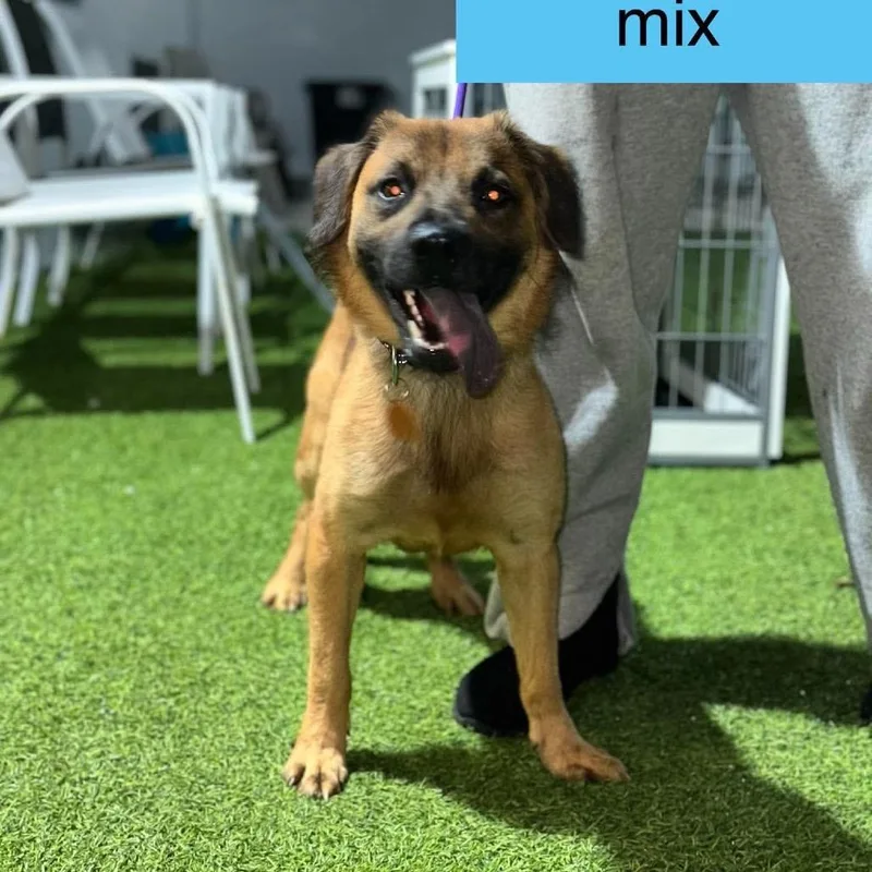 A young small-sized male Brown / Chocolate Chow Chow dog named Impulse for adoption in Tampa, FL