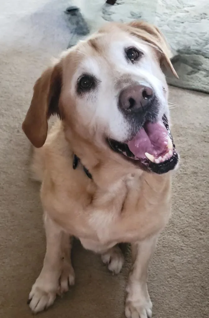A senior large-sized male Mixed Breed dog named Mr. Busch for adoption in Fond Du Lac, WI