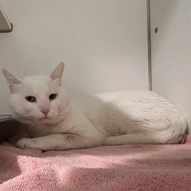 An adult medium-sized male Domestic Short Hair cat named Mylo for adoption in Methuen, MA