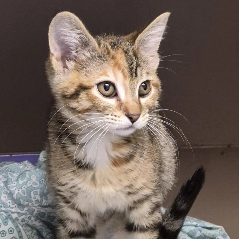 A baby small-sized female Torbie Domestic Short Hair cat named Darcy for adoption in Cleveland, MS