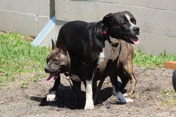 An adult medium-sized male Mixed Breed dog named Jack for adoption in Melbourne, FL
