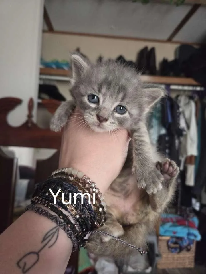 A young medium-sized female Domestic Short Hair cat named Yumi for adoption in Floyd, VA
