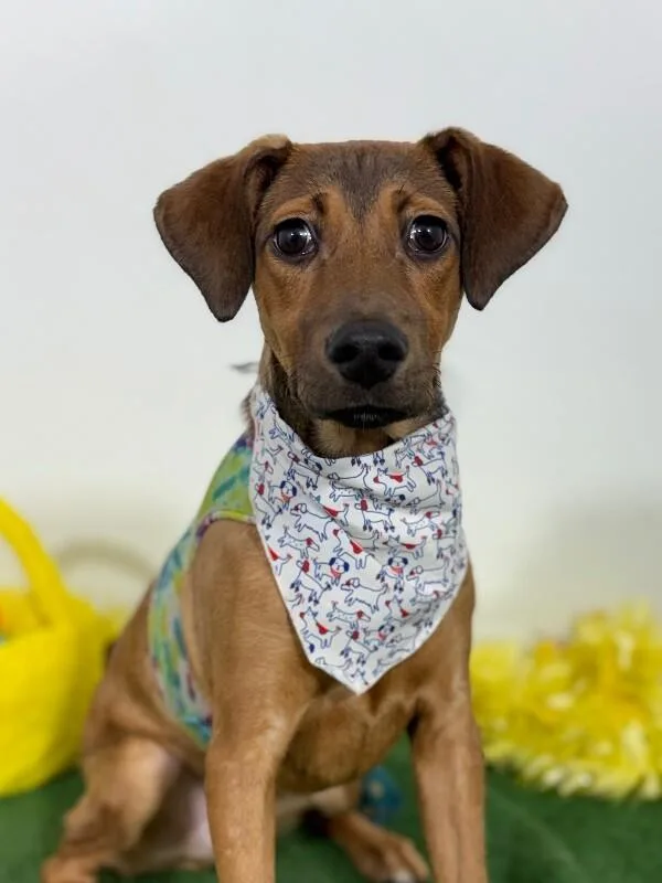 A baby medium-sized male Brown / Chocolate Labrador Retriever dog named Macaron for adoption in Carlsbad, CA