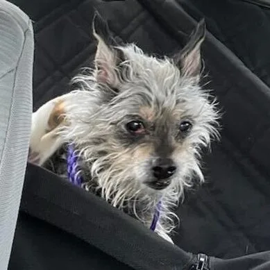 A senior small-sized male Gray / Blue / Silver Terrier dog named Jiminy Cricket for adoption in Las Vegas, NV