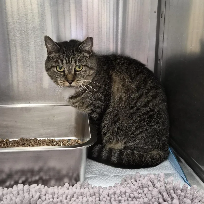 An adult medium-sized female Brown / Chocolate Domestic Short Hair cat named Sonya for adoption in Murray, UT