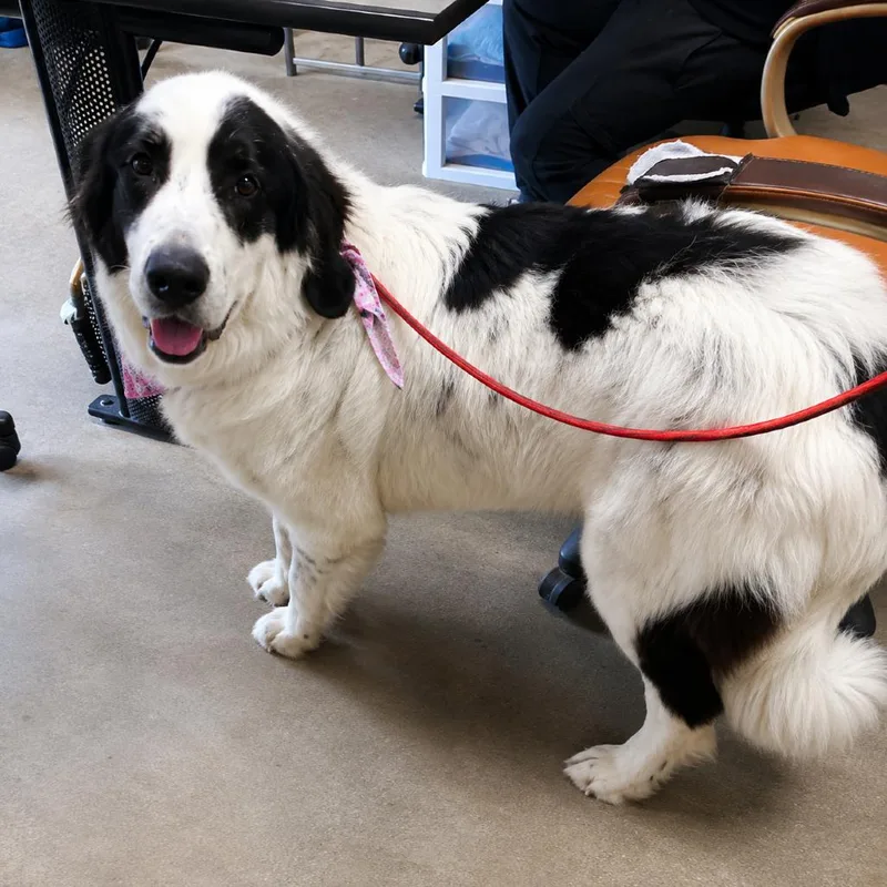 An adult large-sized female White / Cream Great Pyrenees dog named Penelope for adoption in New Orleans, LA
