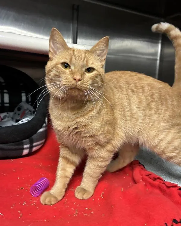 A young small-sized male Domestic Short Hair cat named Mewlius Caeser for adoption in Richmond, VA
