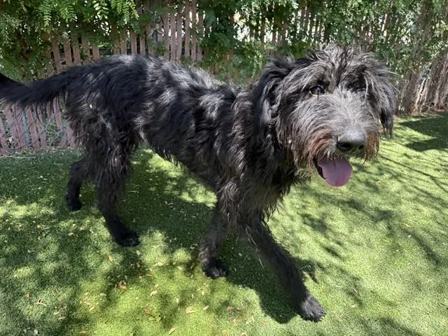 A young medium-sized male Giant Schnauzer dog named Francisco for adoption in Lancaster, CA