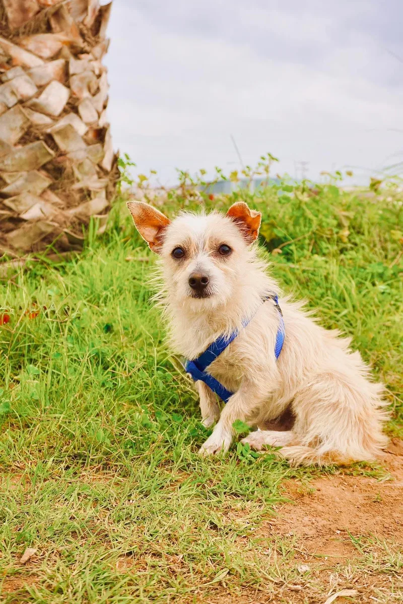 An adult small-sized male Chihuahua dog named Lukie for adoption in San Diego, CA
