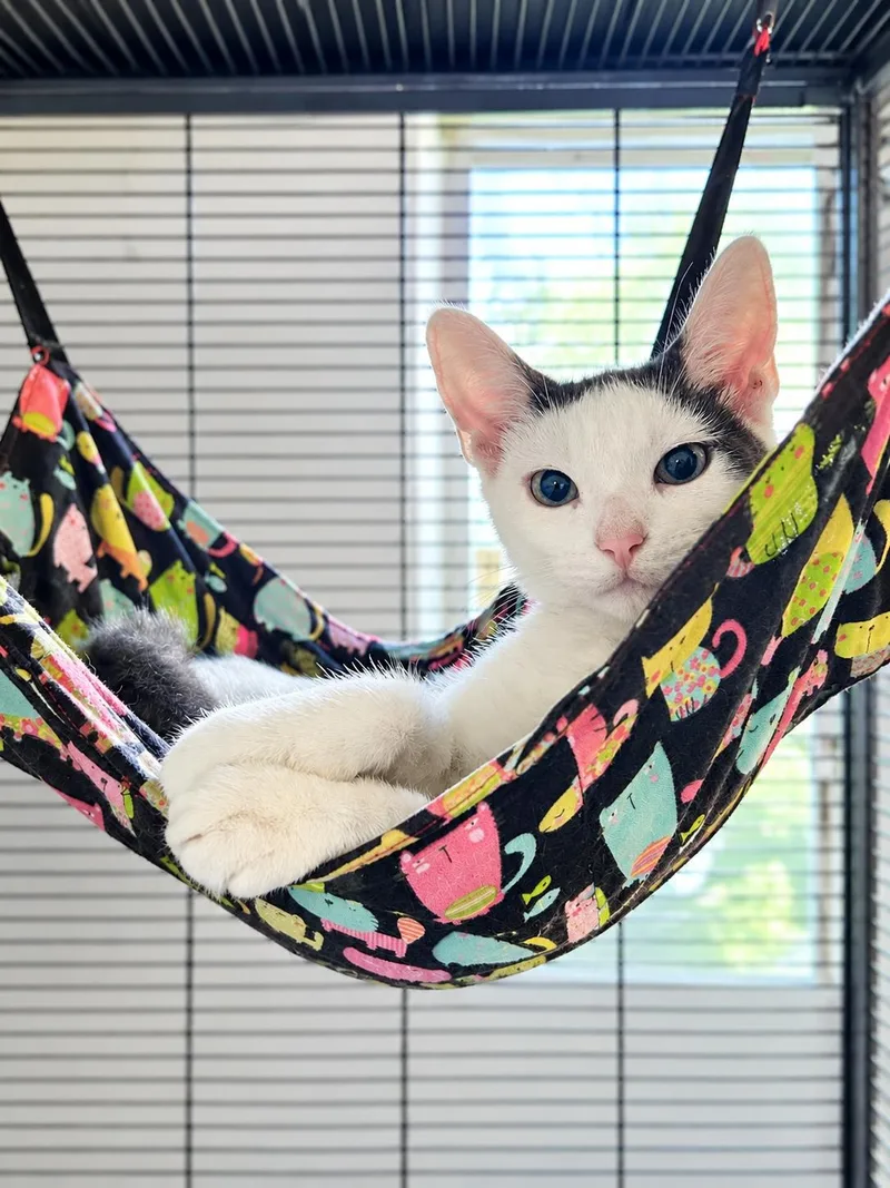A baby medium-sized male Gray & White Domestic Short Hair cat named Mr. Tofu for adoption in Homestead, FL