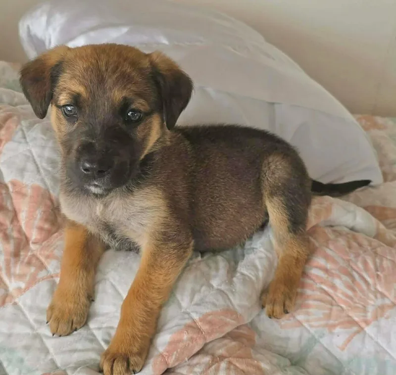A baby small-sized female Mixed Breed dog named Nori Jayne for adoption in Milton, DE