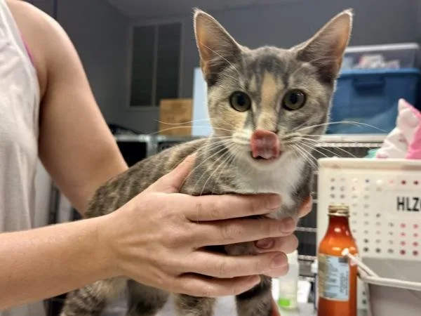 A young small-sized female Domestic Short Hair cat named Btk for adoption in Salisbury, MD
