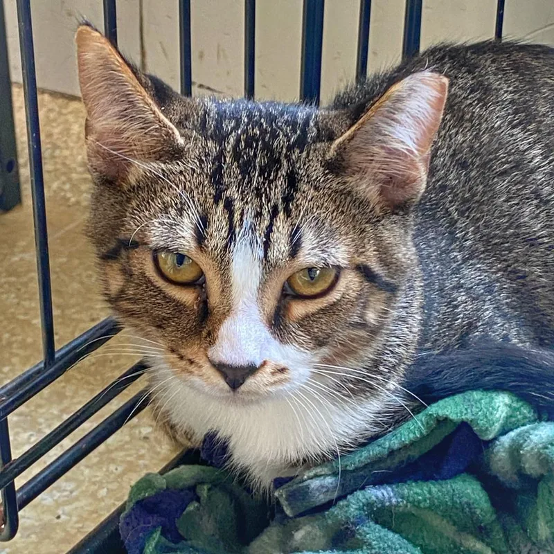 An adult large-sized male Brown / Chocolate Domestic Short Hair cat named Jeffy for adoption in Deerfield, IL