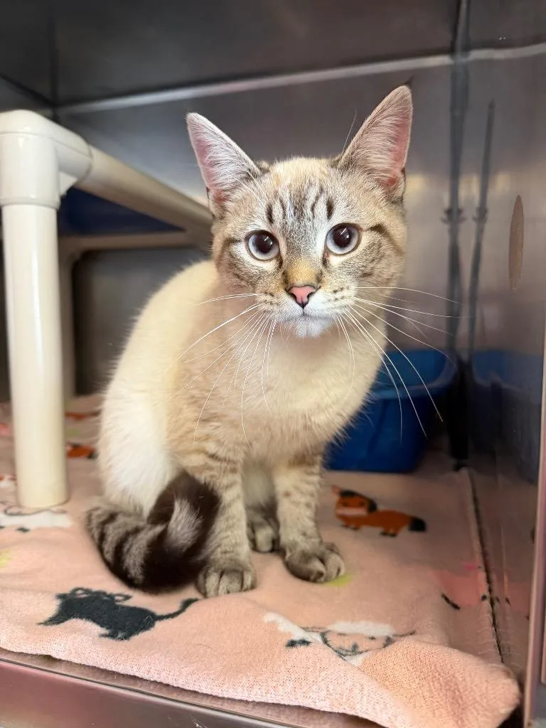 A baby medium-sized female Siamese cat named Kamila for adoption in Virginia, MN