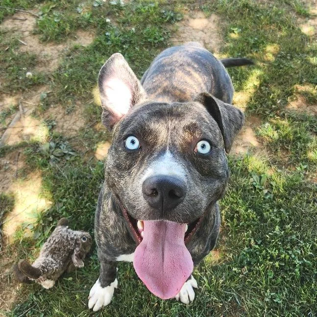 An adult medium-sized male Brindle Mixed Breed dog named Wave for adoption in Chattanooga, TN