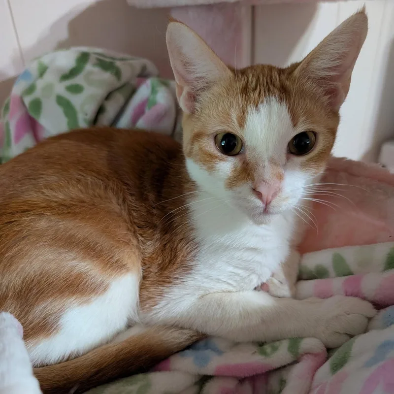 A young small-sized male Orange & White Domestic Short Hair cat named Bevo for adoption in Mabank, TX