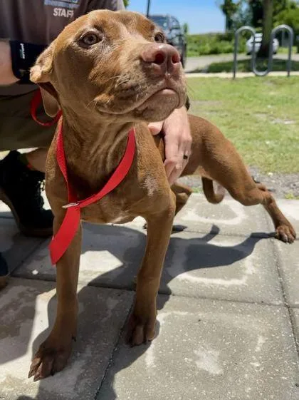 A baby medium-sized female Brown / Chocolate Mixed Breed dog named Jackie for adoption in Fernandina Beach, FL