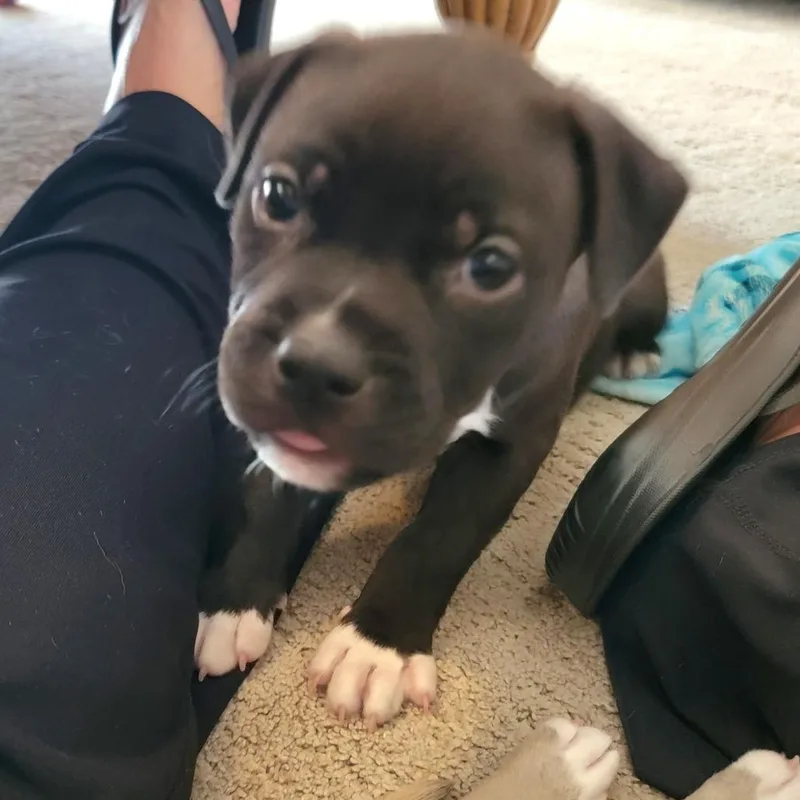 A baby medium-sized female Gray / Blue / Silver Mixed Breed dog named Selena Gomez for adoption in Seminole, FL